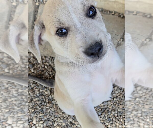 Medium Photo #3 Australian Shepherd-Unknown Mix Puppy For Sale in Estherville, IA, USA