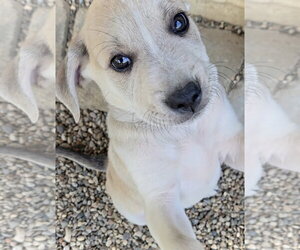 Shepherd - Male Australian Shepherd-Unknown Mix Dog for Adoption - Photo #3