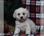 Small Photo #4 Bichon Frise Puppy For Sale in BIRD IN HAND, PA, USA