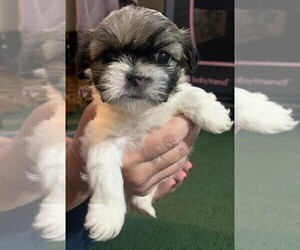 Shih Tzu Puppy for sale in CHIPLEY, FL, USA