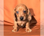 Puppy Chunk Dachshund
