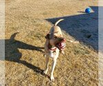 Small #2 American Pit Bull Terrier-German Shepherd Dog Mix