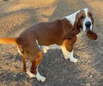 Small #1 Basset Hound