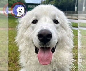 Great Pyrenees Dogs for adoption in Spring, TX, USA