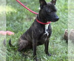 Small #2 Boston Terrier