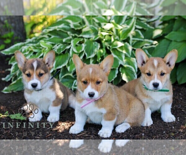 Medium Photo #2 Pembroke Welsh Corgi Puppy For Sale in LITITZ, PA, USA