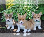 Small #1 Pembroke Welsh Corgi