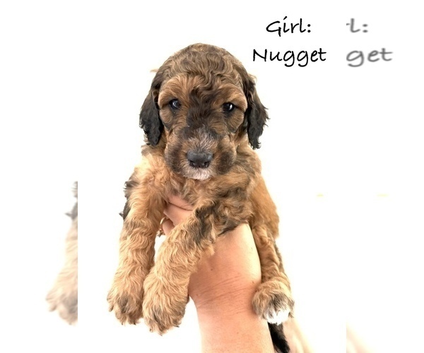 Medium Photo #45 Bernedoodle Puppy For Sale in MOULTON, AL, USA