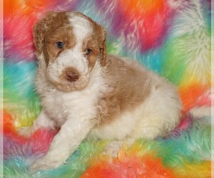 Labradoodle Puppy for sale in LA HABRA, CA, USA