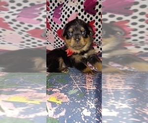 Rottweiler Puppy for sale in DRAPER, VA, USA