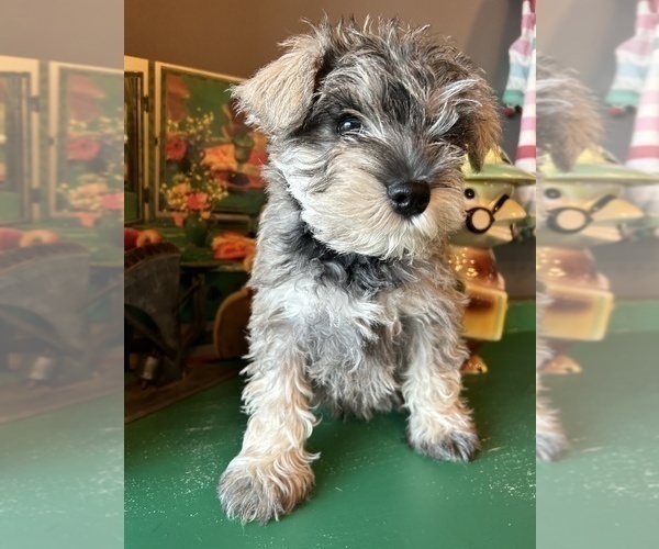 Medium Photo #1 Schnauzer (Miniature) Puppy For Sale in LAWRENCE, MI, USA