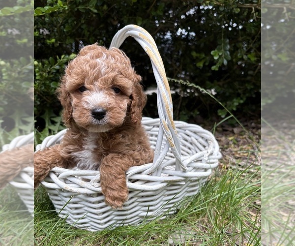 Medium Photo #4 Cockapoo (Miniature) Puppy For Sale in MIDDLEBURY, IN, USA