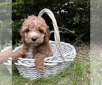 Small #3 Cockapoo (Miniature)
