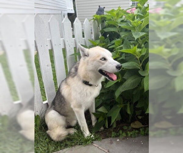 Medium Photo #2 - Mix Puppy For Sale in Derwood, MD, USA