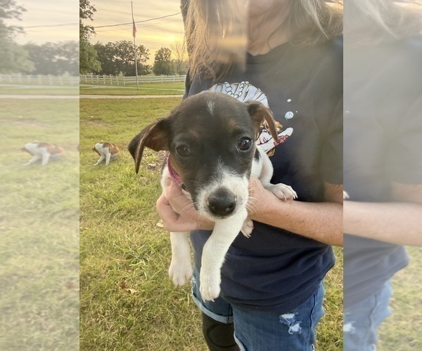 Medium Photo #1 Jack Russell Terrier Puppy For Sale in FREEMAN, MO, USA
