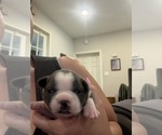 Small #2 Boston Terrier