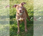 Small #2 American Pit Bull Terrier