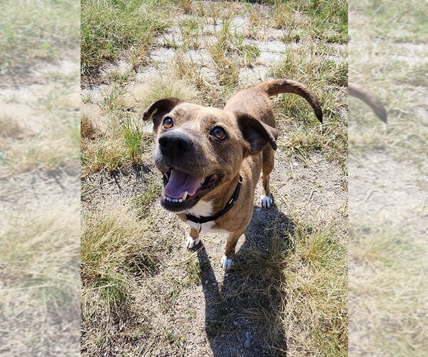 Medium Photo #5 Mutt Puppy For Sale in Evansville, IN, USA