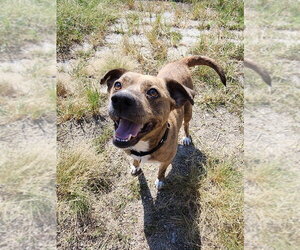 Deluna - Female Mutt Dog for Adoption - Photo #5