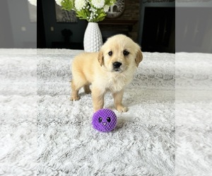 Golden Retriever Puppy for sale in GREENFIELD, IN, USA