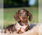 Puppy Cosette AKC Dachshund