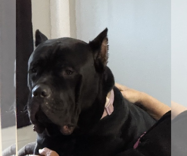 Medium Photo #5 Cane Corso Puppy For Sale in STRATFORD, NY, USA