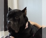 Small #4 Cane Corso