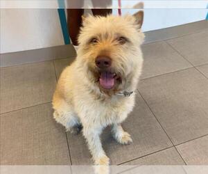 Mutt Dogs for adoption in Rancho Cucamonga, CA, USA