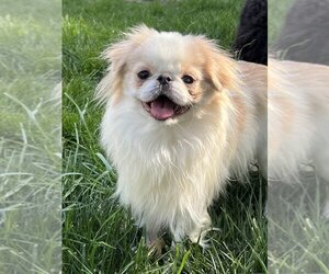 Japanese Chin Dogs for adoption in Lee's Summit, MO, USA