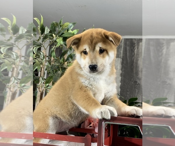 Medium Photo #4 Shiba Inu Puppy For Sale in CANOGA, NY, USA