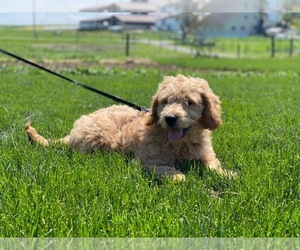 Goldendoodle Puppy for sale in LANCASTER, PA, USA