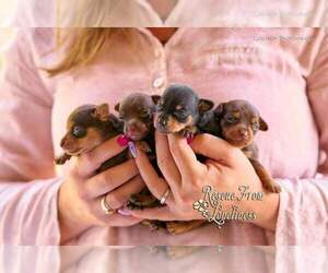 Russian Toy Terrier Puppy for sale in PORT READING, NJ, USA