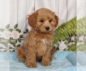 Cavapoo Puppy for sale in PENNS CREEK, PA, USA
