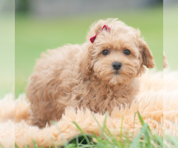 Medium Photo #4 Maltipoo (Miniature) Puppy For Sale in WARSAW, IN, USA