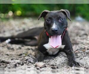 Medium Labrador Retriever Mix