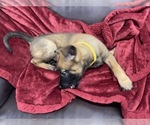 Small Photo #21 Belgian Malinois Puppy For Sale in REESEVILLE, WI, USA