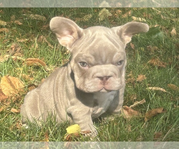 Medium Photo #1 French Bulldog Puppy For Sale in PEWAUKEE, WI, USA