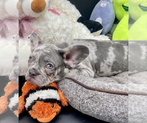 Medium Photo #3 French Bulldog Puppy For Sale in BELLVILLE, TX, USA
