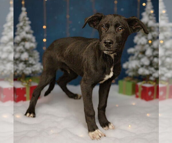 Medium Photo #2 Mutt Puppy For Sale in Royal Palm Beach, FL, USA