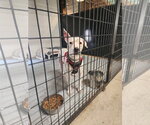 Small #4 Mutt