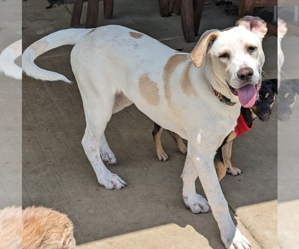 Medium Photo #6 Basset Hound-Labrador Retriever Mix Puppy For Sale in San Bernardino, CA, USA
