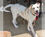Small #5 Basset Hound-Labrador Retriever Mix