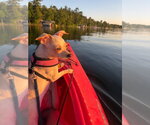 Small #3 Chihuahua Mix