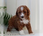 Small #2 Goldendoodle (Miniature)