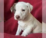 Small #5 Jack Russell Terrier Mix