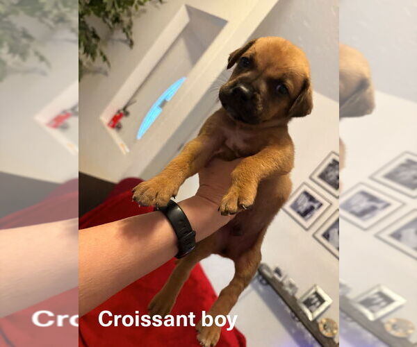 Medium Photo #1 Boxer Puppy For Sale in Austin, TX, USA