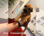 Small Boxer