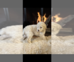 Small Photo #11 Poodle (Standard) Puppy For Sale in HAGERSTOWN, MD, USA