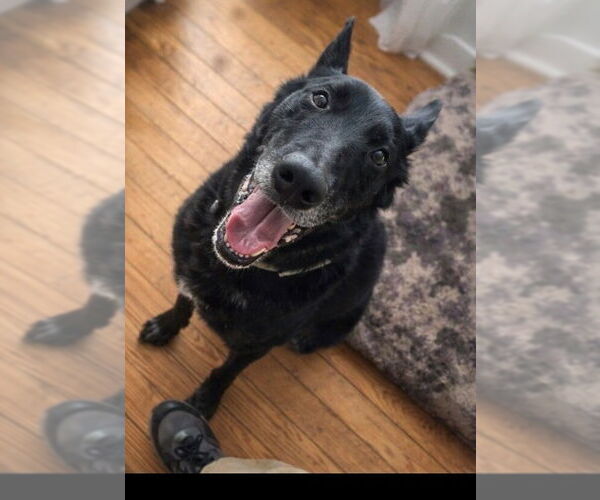 Medium Photo #7 Mutt Puppy For Sale in Imlay City, MI, USA