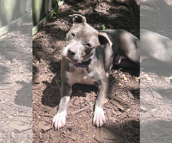 Medium Photo #2 Mutt Puppy For Sale in Rockville, MD, USA